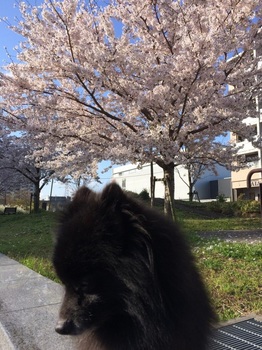桜と虎鉄7.jpg